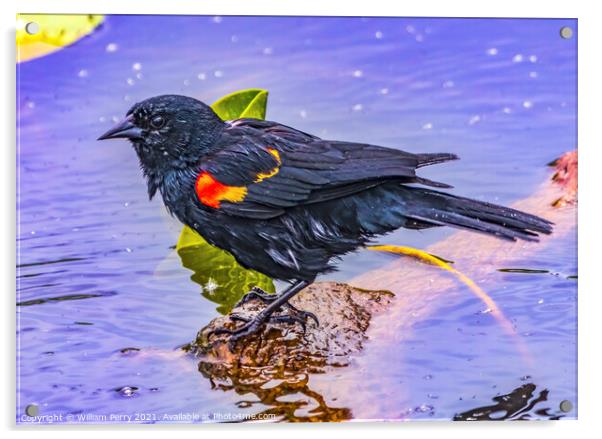 Red Wing Blackbird Crying Juanita Bay Park Lake Washington Kirkl Acrylic by William Perry