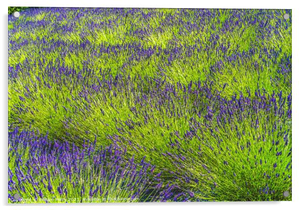 Purple Lavender Blossoms Blooming Patterns Abstract Washington  Acrylic by William Perry