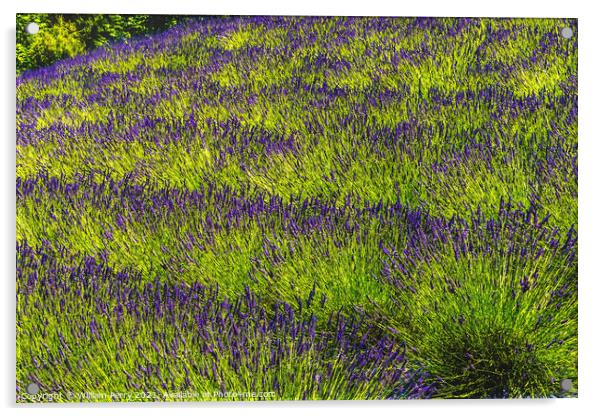 Purple Lavender Blossoms Blooming Patterns Abstract Washington  Acrylic by William Perry