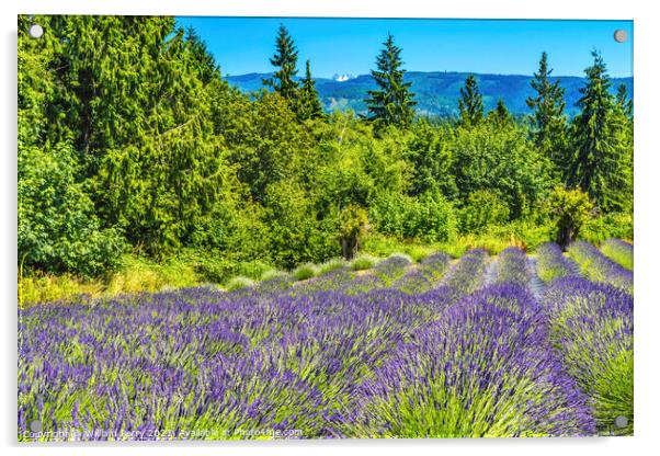 Purple Lavender Blossoms Blooming Farm Washington  Acrylic by William Perry