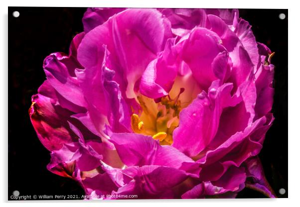 Pink Double Price Tulip Blooming Macro Acrylic by William Perry