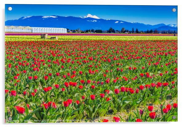 Colorful Red Tulips Farm Snowy Mount Baker Skagit Valley Washing Acrylic by William Perry