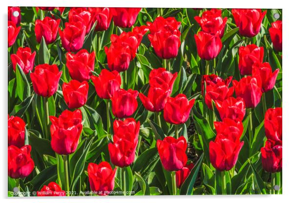 Red Tulip Fields Farm Skagit County, Washington Acrylic by William Perry