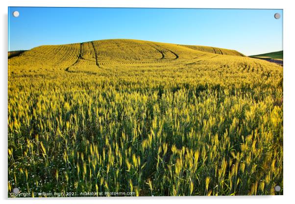 Green Wheat Grass Patterns Blue Skies Palouse Washington State Acrylic by William Perry