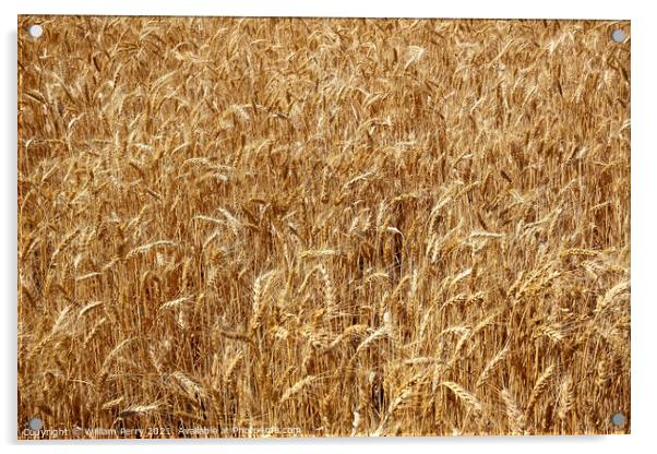 Ripe Wheat Field Palouse Washington State Acrylic by William Perry