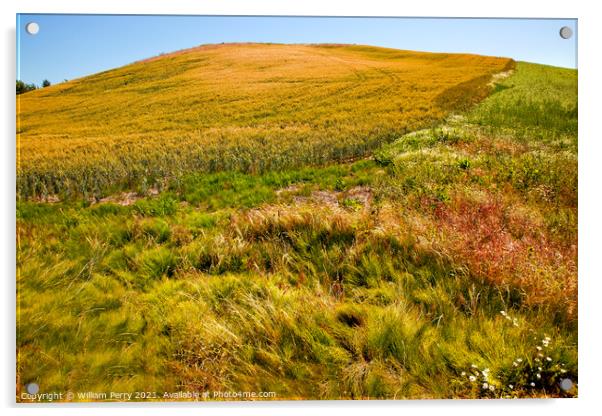 Green Wheat Grass Blue Skies Palouse Washington State Acrylic by William Perry