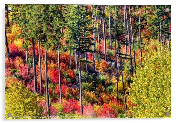 Fall Colors Mountain Sides Forest Stevens Pass Washington Acrylic by William Perry