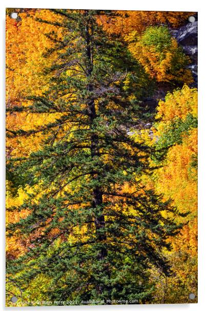 Fall Yellow Green Colors Mountain Sides Forest Evergreen Stevens Acrylic by William Perry