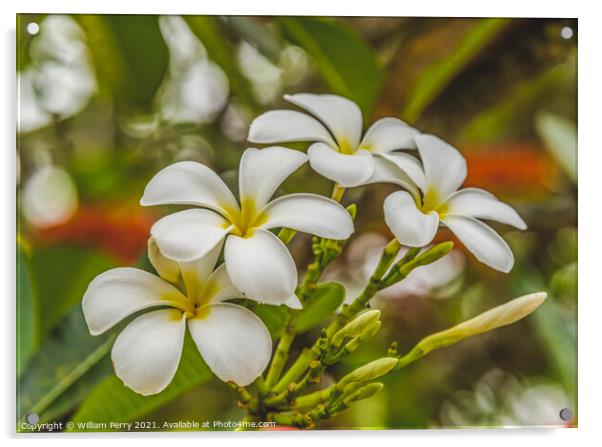 White Yellow Frangipini Moorea Tahiti Acrylic by William Perry