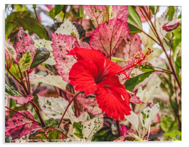 Red Tropical Hibiscus Flower White Red Leaves  Acrylic by William Perry