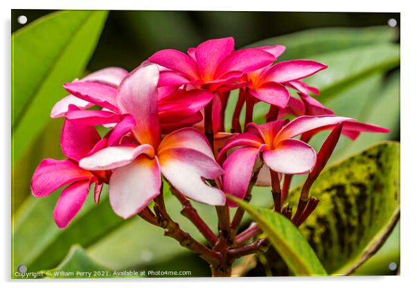 Pink Yellow Frangipini Moorea Tahiti Acrylic by William Perry