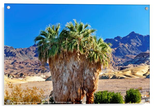 Palm Tree Canyon Desert Death Valley National Park California Acrylic by William Perry