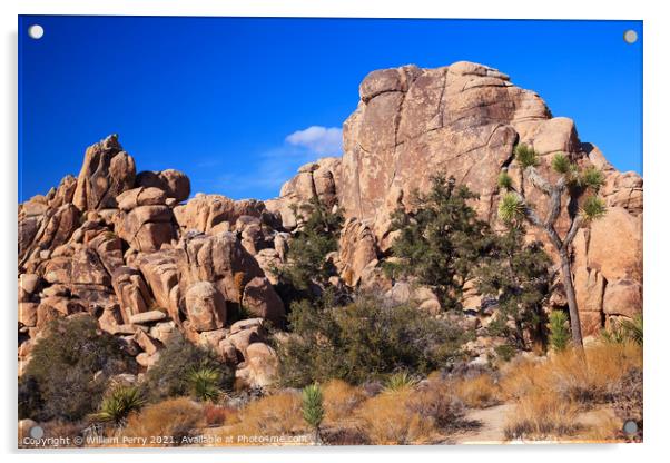Hidden Valley Rock Yucca  Brevifolia Mojave Desert Joshua Tree N Acrylic by William Perry