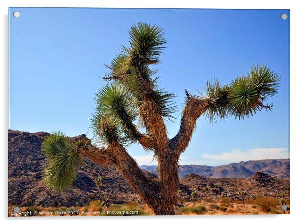 Yucca  Brevifolia Mojave Desert Joshua Tree National Park Califo Acrylic by William Perry