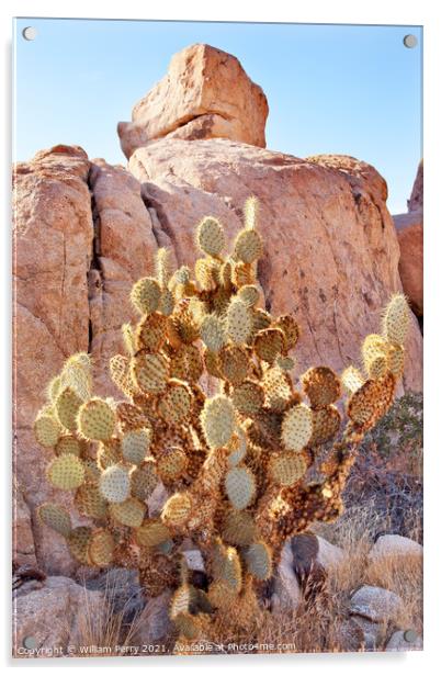 Prickly Pear Cactus Hidden Valley Mojave Desert Joshua Tree Nati Acrylic by William Perry