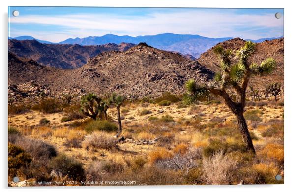 Yucca  Brevifolia Mountains Mojave Desert Joshua Tree National P Acrylic by William Perry