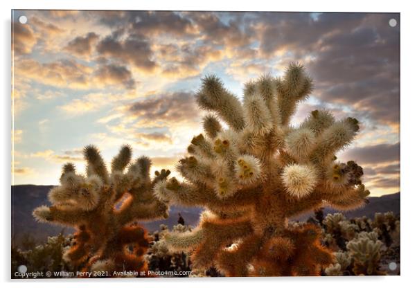 Cholla Cactus Garden Sunset Mojave Desert Joshua Tree National P Acrylic by William Perry