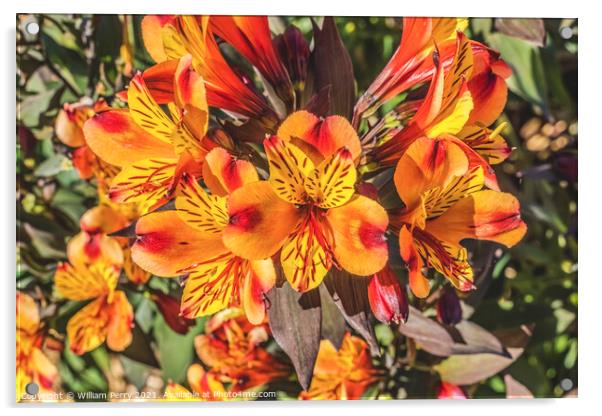 Orange Yellow Peruvian Lillies Flowers Blooming Macro Acrylic by William Perry