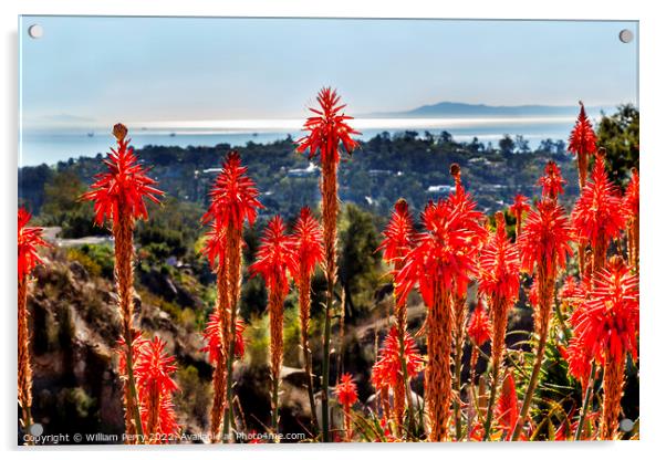 Orange Aloe Cactus Santa Barbara California Acrylic by William Perry