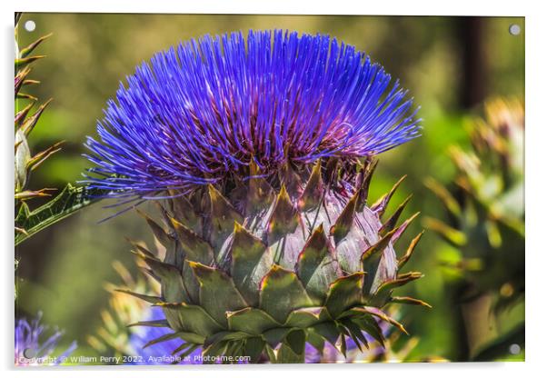 Blue Cardoon Thistle Blooming Macro Acrylic by William Perry