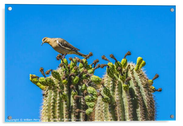 Mourning Dove Crested Saguaro Cactus Blooming  Acrylic by William Perry