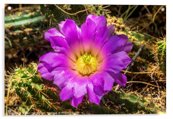 Pink Blossoms Echinocereus Cactus  Acrylic by William Perry