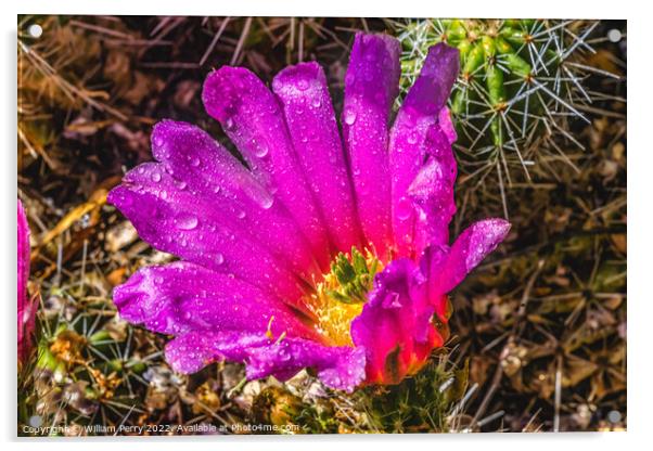 Pink Blossom Echinocereus Hedgehog Cactus  Acrylic by William Perry