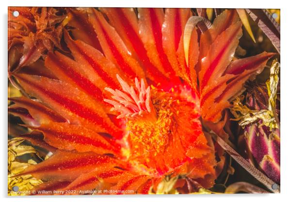 Red Blossom Fishhook Barrel Cactus Blooming Macro Acrylic by William Perry