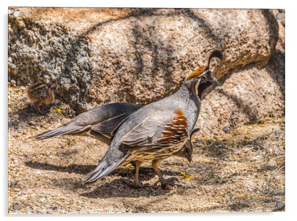 Gambel's Quails Looking for Food Arizona Acrylic by William Perry