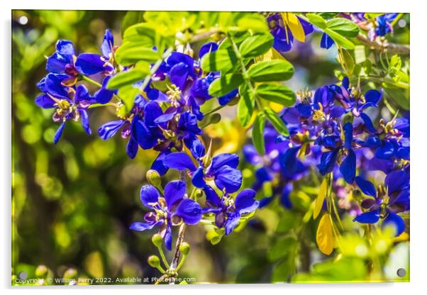 Blue Small Flowers Guaiacum coulteri Blooming Macro Acrylic by William Perry