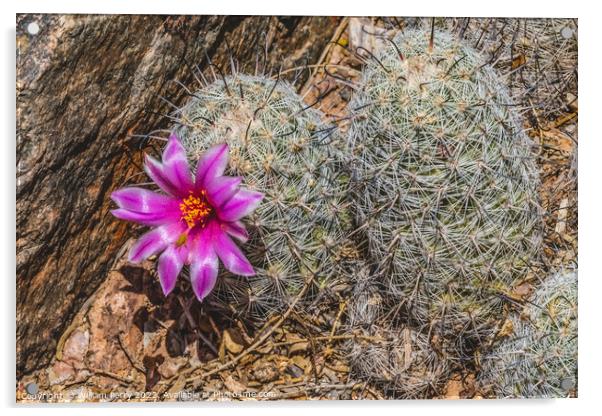 Pink Flower Graham's Nipple Pincushion Cactus Blooming Macro Acrylic by William Perry