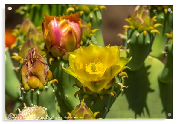 Yellow Blossom Plains Prickly Pear Cactus Blooming Macro Acrylic by William Perry