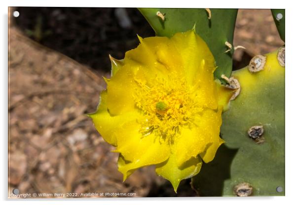 Yellow Blossom Plains Prickly Pear Cactus Blooming Macro Acrylic by William Perry