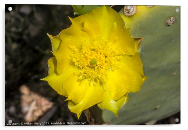 Yellow Blossom Plains Prickly Pear Cactus Blooming Macro Acrylic by William Perry