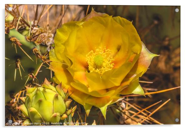 Yellow Orange Blossom Prickly Pear Cactus Blooming Macro Acrylic by William Perry
