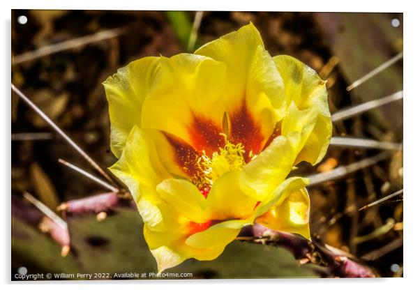 Yellow Red Blossom Eastern Prickly Pear Cactus Blooming Macro Acrylic by William Perry