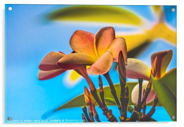 Pink Yellow Frangipani Moorea Tahiti Acrylic by William Perry