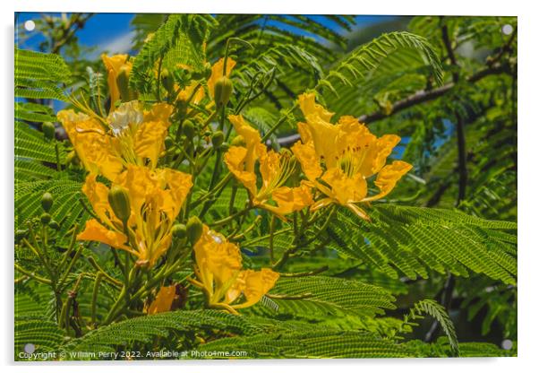 Yellow Poinciana Flowers Delonix Regia Flavida Moorea Tahiti Acrylic by William Perry