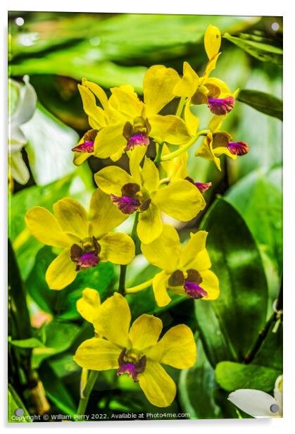 Yellow Purple Orchids Waikiki Honolulu Hawaii Acrylic by William Perry