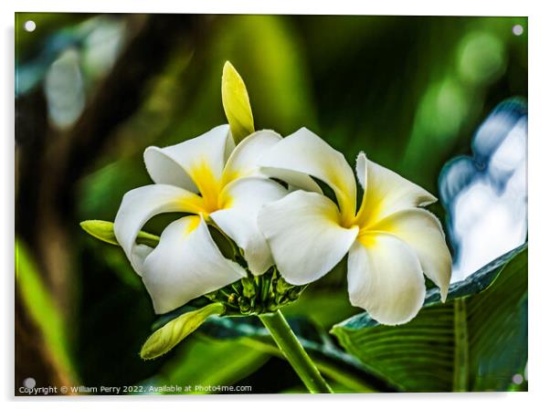 White Yellow Frangipini Waikiki Honolulu Hawaii Acrylic by William Perry