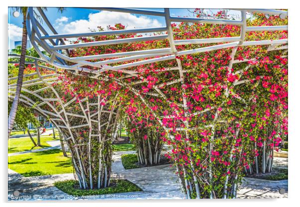 Red Bougainvillea Public Park Miami Beach Florida Acrylic by William Perry