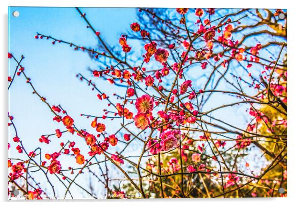 Plum Blossoms West Lake Hangzhou Zhejiang China Acrylic by William Perry