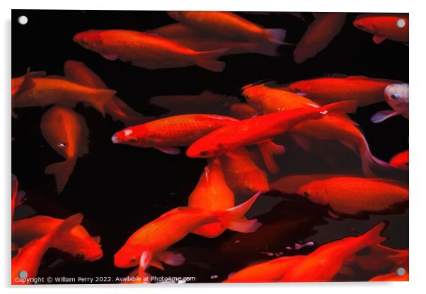 Golden Carp Swimming West Lake Hangzhou Zhejiang China Acrylic by William Perry