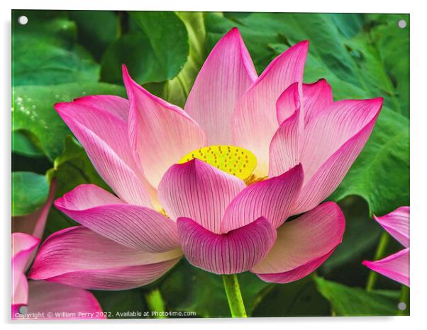 Pink Sacred Lotus Flower Blossom Acrylic by William Perry