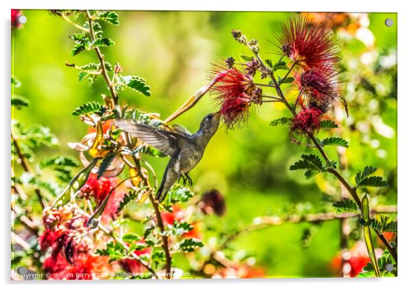 Anna's Hummingbird Female Botanical Garden Tucson Arizona Acrylic by William Perry