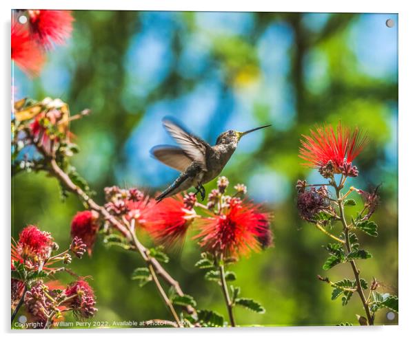 Anna's Hummingbird Female Botanical Garden Tuscon Arizona Acrylic by William Perry