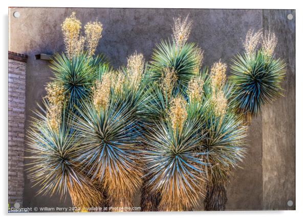 Yucca Shrub White Flowers Botanical Garden Tucson Arizona Acrylic by William Perry