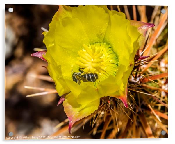 Bee Yellow Blossom Cholla Cactus Sonora Desert Tucson Arizona Acrylic by William Perry