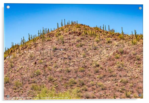 Red Mountain Saguaro Cactus Blooming Sonora Desert Muesum Tucson Acrylic by William Perry
