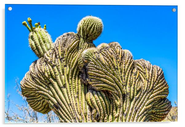 Crested Saguaro Cactus Sonora Desert Museum Tucson Acrylic by William Perry
